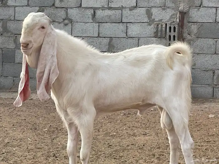 تيس ابيض 7