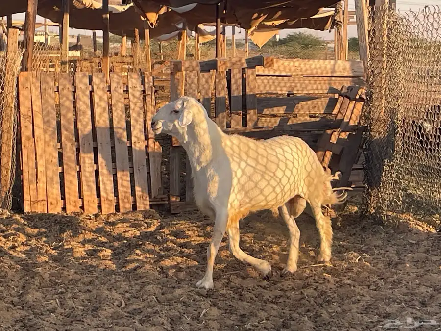 فحول جبره مشروطة صنف وجرم 2