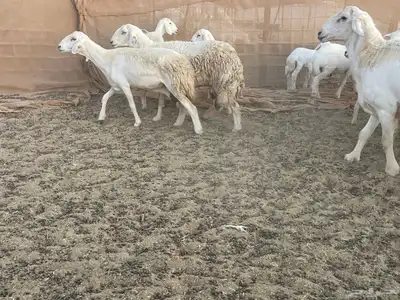 غنم خلفات مراح واحد. تم البيع 7