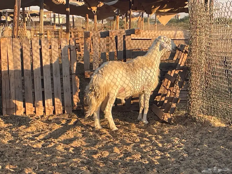 فحول جبره مشروطة صنف وجرم 1