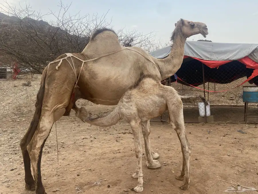 ناقة اركيه خلفه تحتها بكره 0