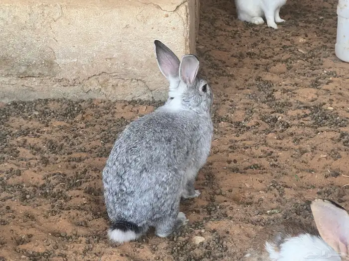 أرانب منوعة للبيع 6