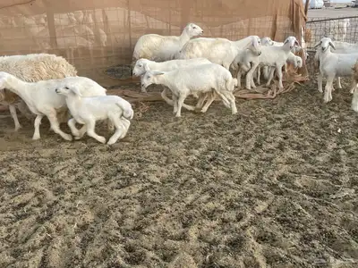 غنم خلفات مراح واحد. تم البيع 9