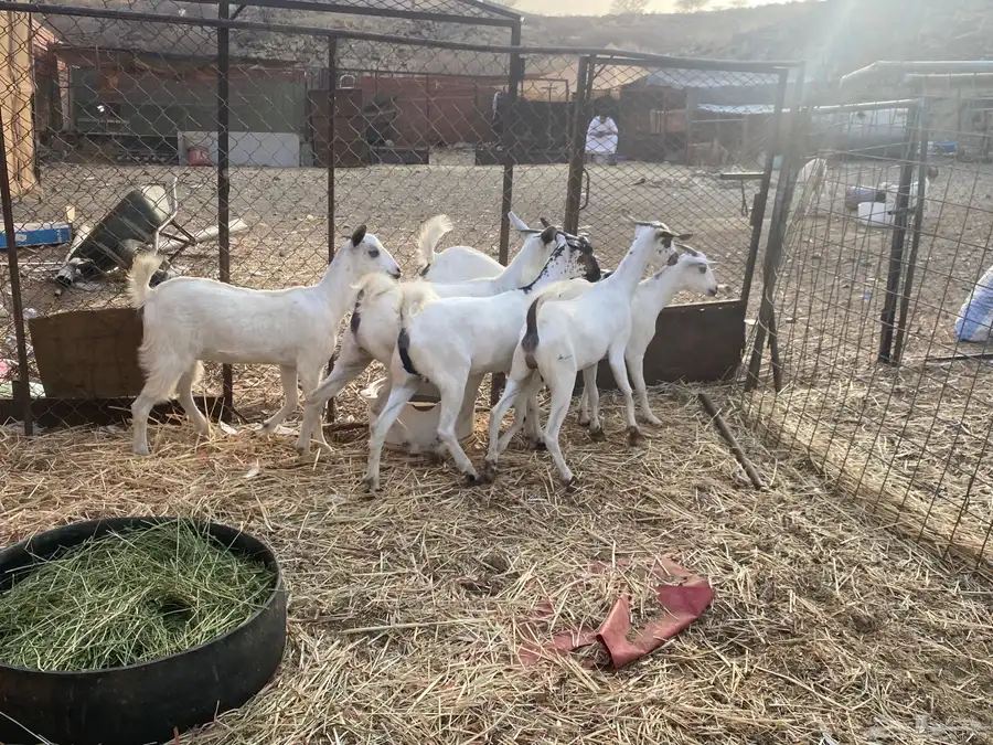 للبيع جفار بيشيات مشاء الله تبارك الله 0