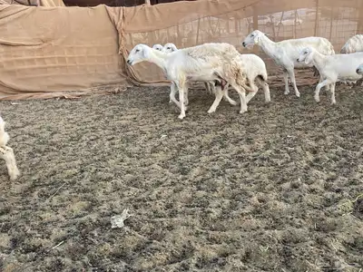 غنم خلفات مراح واحد. تم البيع 3
