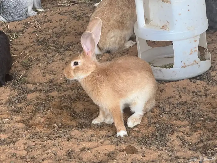 أرانب منوعة للبيع 11
