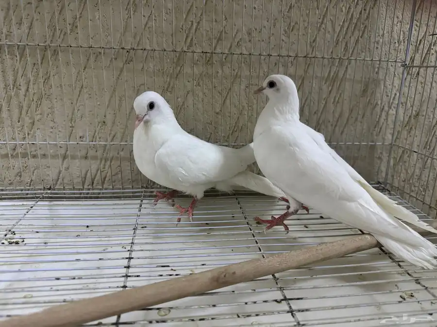 للبيع جوز حمام صنعاوي ابوشيبه صغير حجم 1