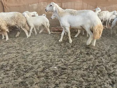 غنم خلفات مراح واحد. تم البيع 5