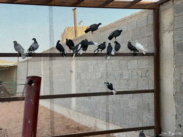 مجموعات حمام 4