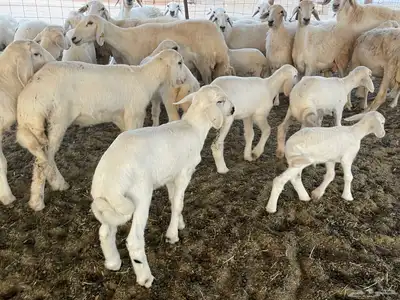 غنم خلفات مراح واحد. تم البيع 1
