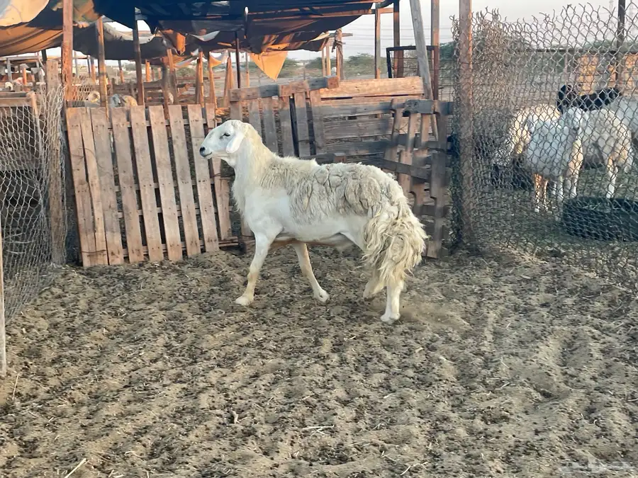 فحول جبره مشروطة صنف وجرم 0