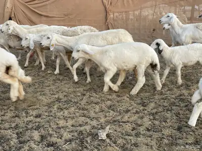 غنم خلفات مراح واحد. تم البيع 2