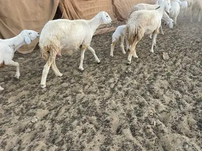 غنم خلفات مراح واحد. تم البيع 4