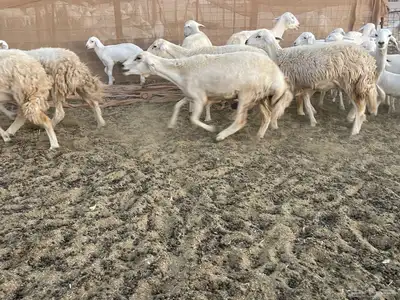 غنم خلفات مراح واحد. تم البيع 10