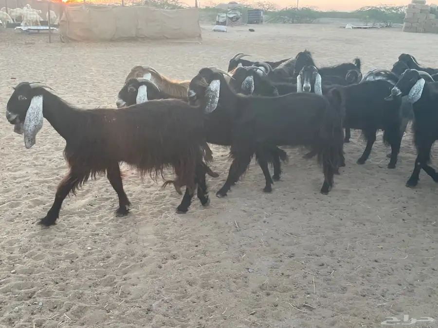 ماعز عارضيات صنف وجرم 2