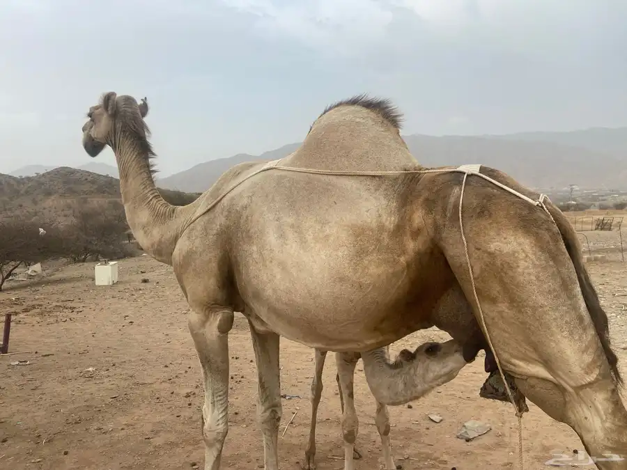 ناقة اركيه خلفه تحتها بكره 1