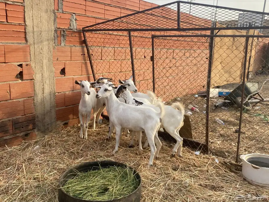 للبيع جفار بيشيات مشاء الله تبارك الله 2