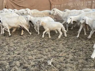 غنم خلفات مراح واحد. تم البيع 12