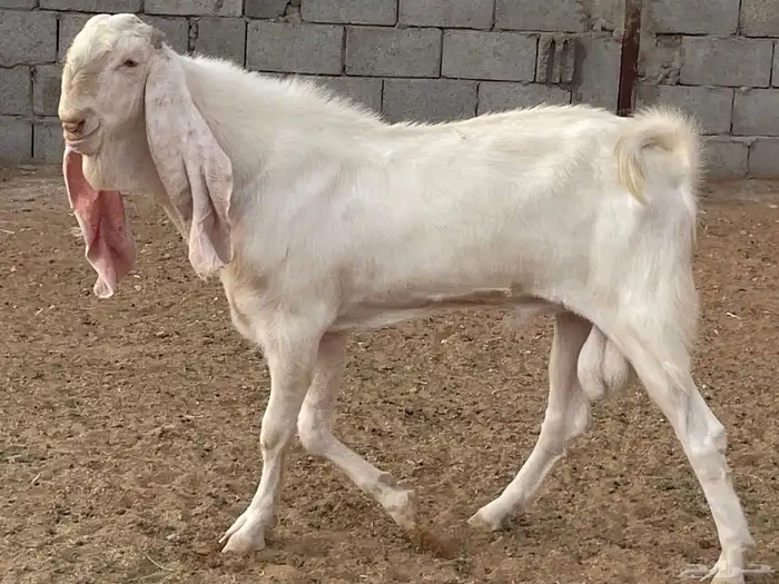 تيس ابيض 9