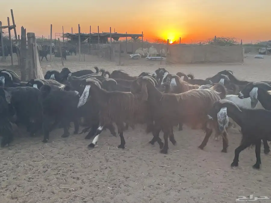 ماعز عارضيات صنف وجرم 0