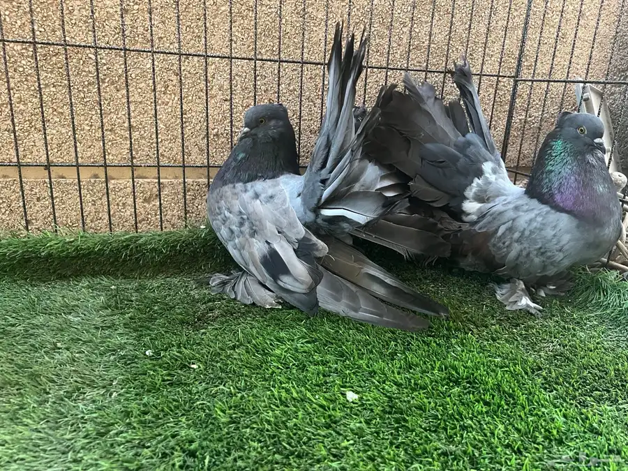 زوج رقاص أمريكي سوبر جامبو بار بلو 2