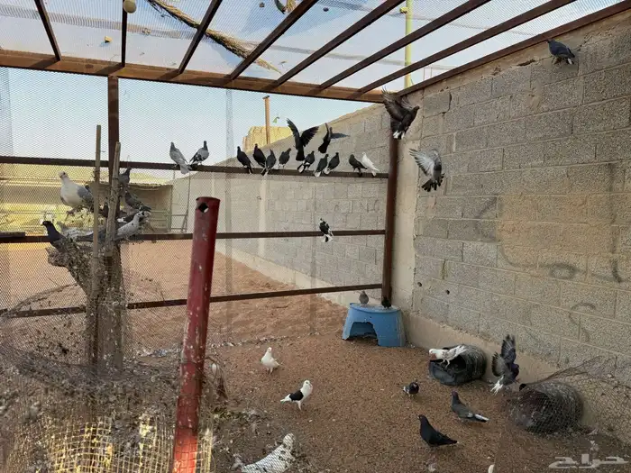 مجموعات حمام 6