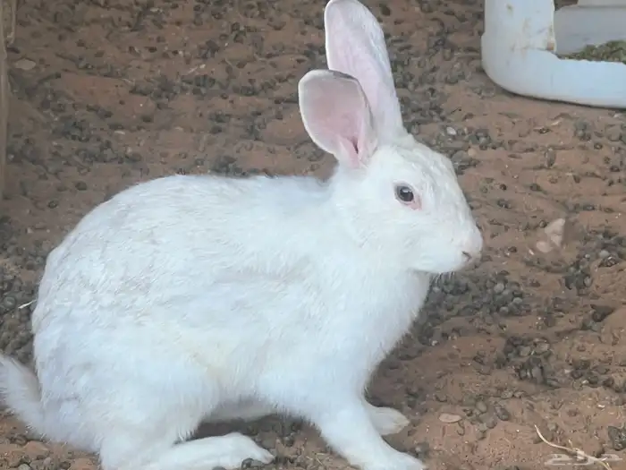أرانب منوعة للبيع 5