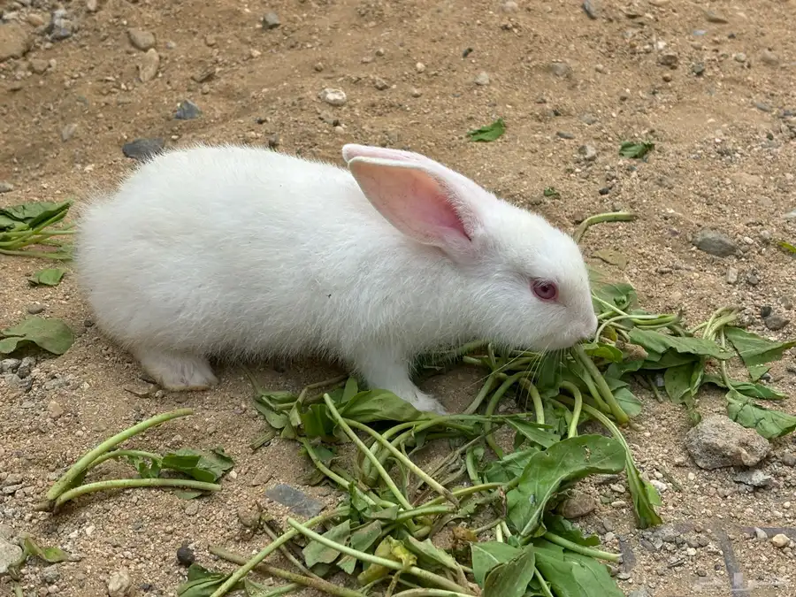 أرنب نيوزلندي ابيض عمره 6 اسابيع 0