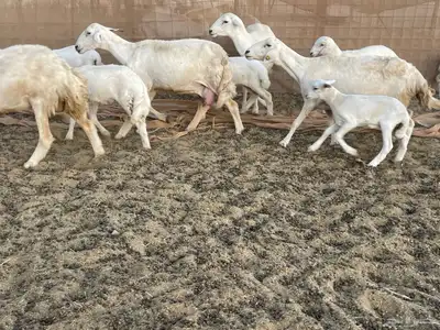 غنم خلفات مراح واحد. تم البيع 6