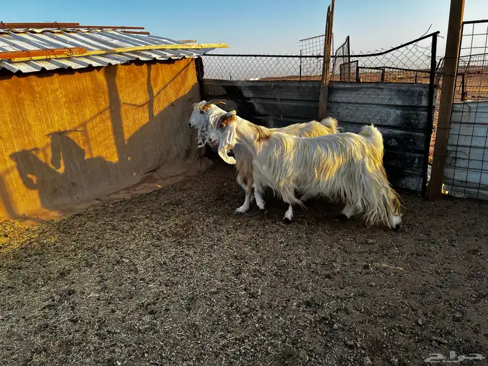 2 معزاء بيض طيبات للبيع 0
