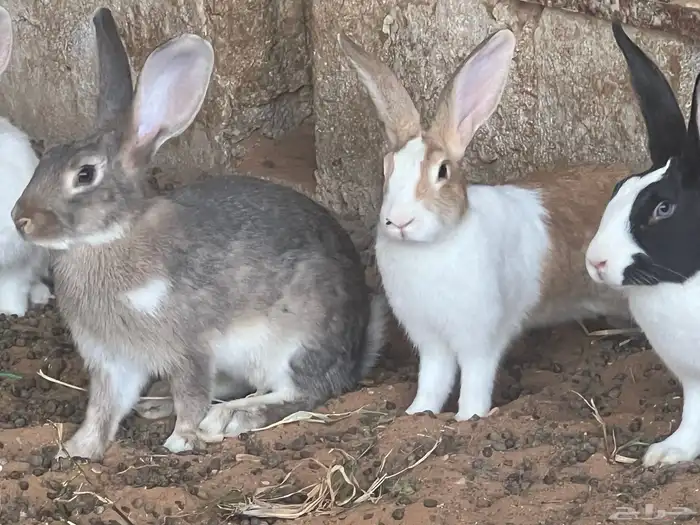 أرانب منوعة للبيع 8