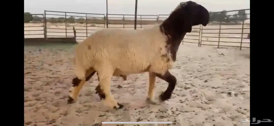 للبيع جذع نعيمي خصصصم الخصصم 8