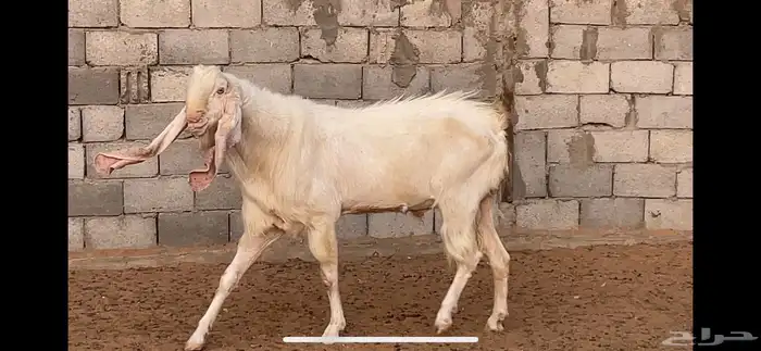تيس ابيض 5