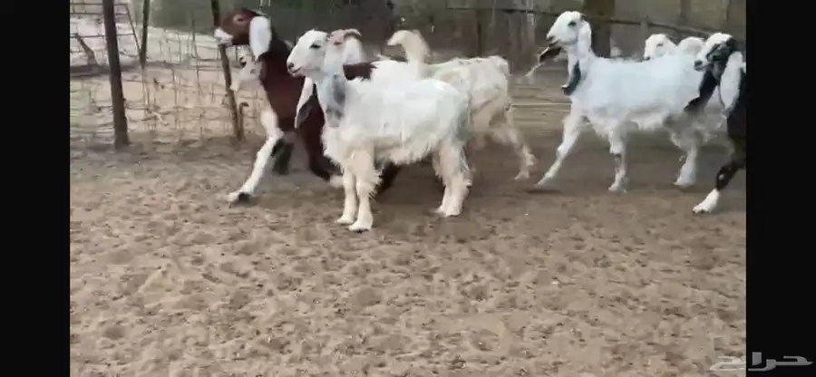 للبيع 9 جفار ملاووين بفحلها 1