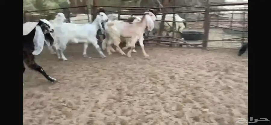 للبيع 9 جفار ملاووين بفحلها 11