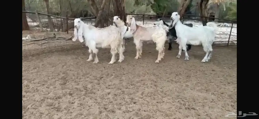 للبيع 9 جفار ملاووين بفحلها 22