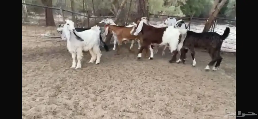 للبيع 9 جفار ملاووين بفحلها 5