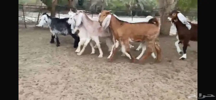 للبيع 9 جفار ملاووين بفحلها 7