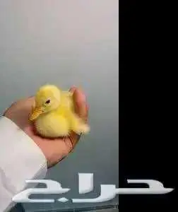 تعلن مزارع ارنوبي بفضل الله وتوفيقه عن توفر صوص بط بكيني 2