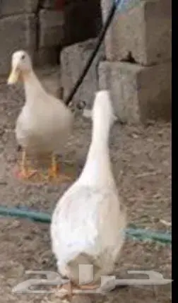 بط للبيع 0