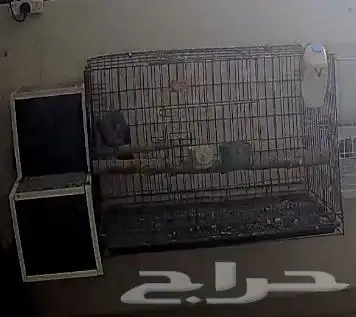 للبيع اقفاص ببغاء امزوني او كاسكو 7