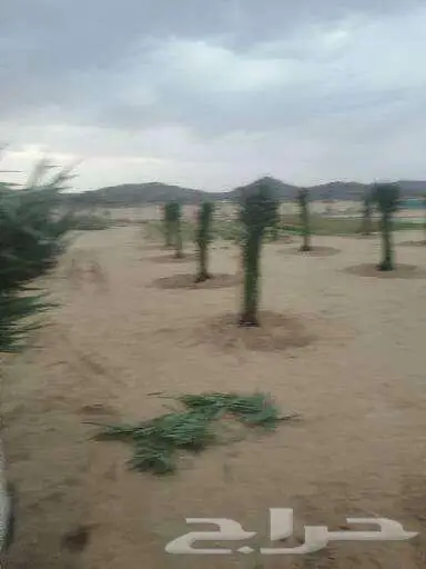 نعمل في مجال زارعه النخيل وتركيب شبوك ا 4