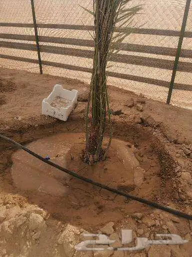 نعمل في مجال زارعه النخيل وتركيب شبوك ا 5