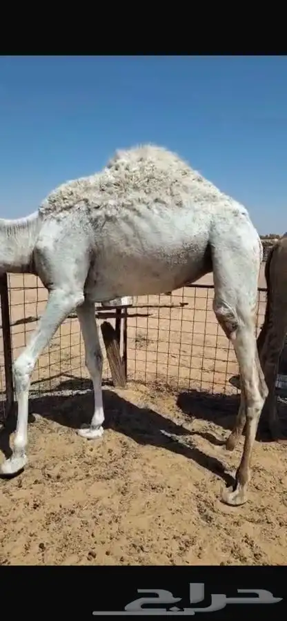 قعدان 0