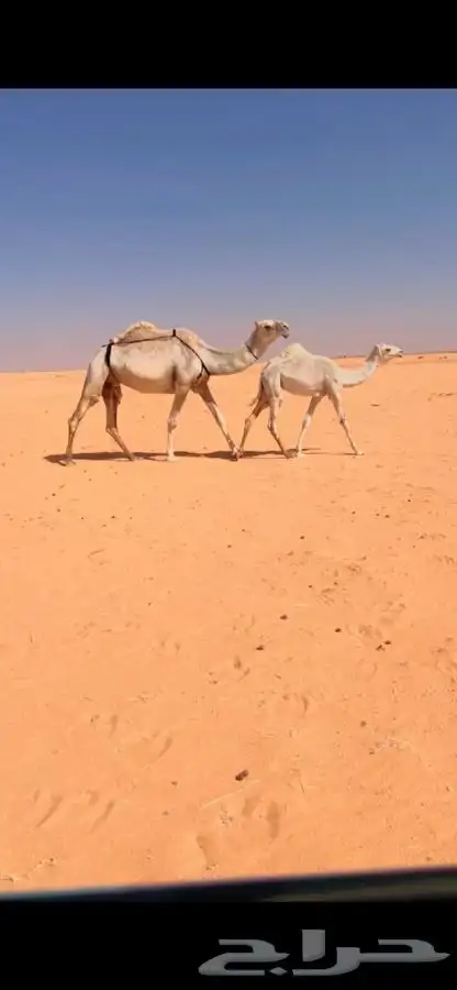 خلفه وضحا رمانيه تحتها بكره عليانيه السن رباع 0