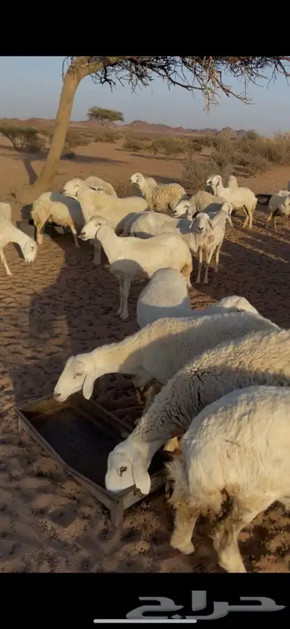ضان حريه بريه موقع ضواحي مهد الذهب 1