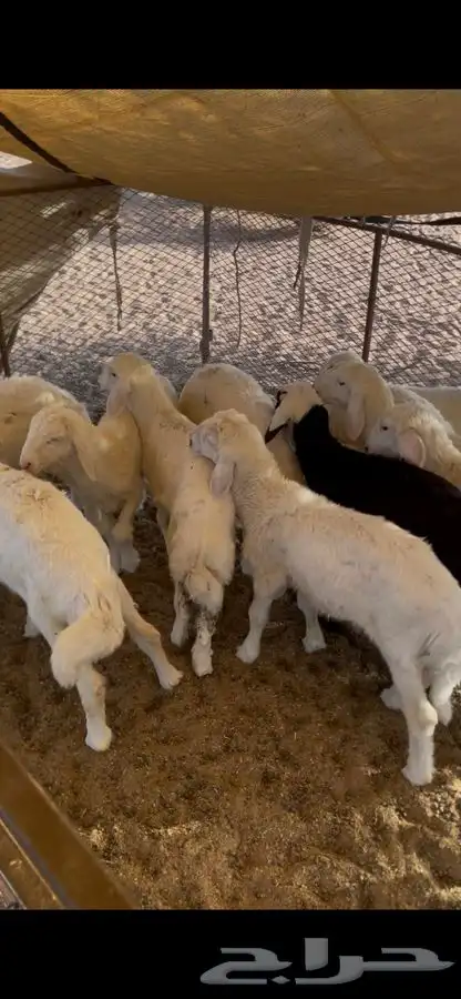 ضان حريه بريه موقع ضواحي مهد الذهب 3