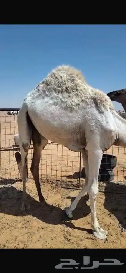 قعدان 1