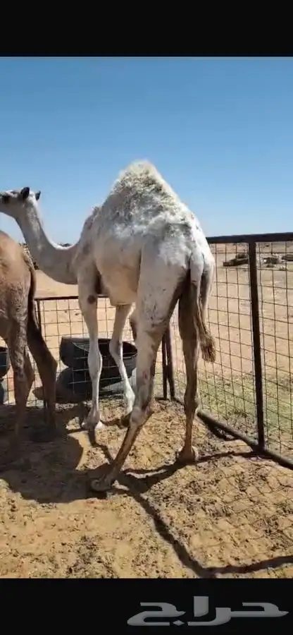 قعدان 3