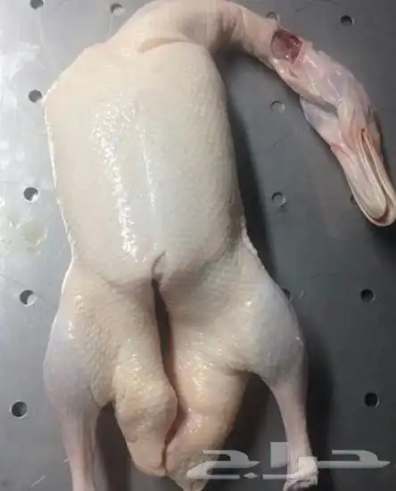 بط بكيني طعم وشحم على الطلب 3